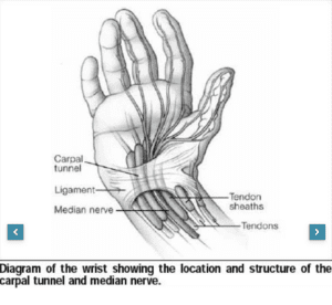 Carpal tunnel anatomy