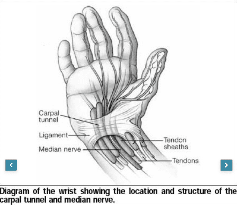 Carpal tunnel anatomy