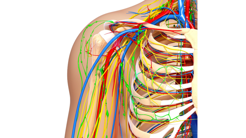 anatomía de la clavícula